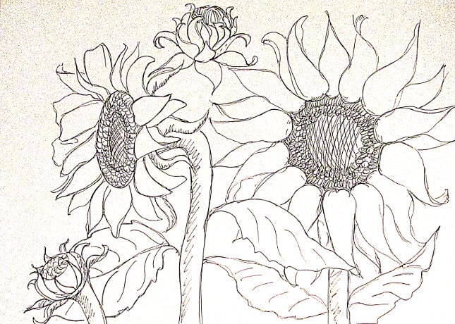 Vẽ tranh tường Mỹ Thuật Sen Việt 20 Mẫu và 10 Bước Vẽ Tranh Tường Hoa Hướng Dương Phong Thủy Đẹp 65 ve tranh tuong hoa huong duong 12 vẽ tranh tường Mỹ Thuật Sen Việt